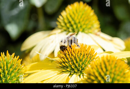 Macro americano-Bumble Bee (Bombus pensylvanicus) sul Double Decker cono Fiore (Echinacea) cerca di polline Foto Stock