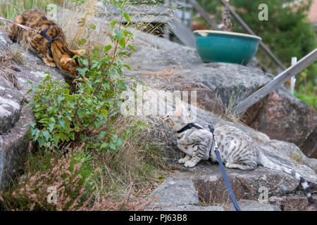 Adulto Gatto bengala introduzione alle giovani Gatto Bengal gattino all'aperto Foto Stock