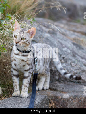 Bel maschio Bengala argento gattino ritratto all'aperto a circa 6 mesi di età Foto Stock