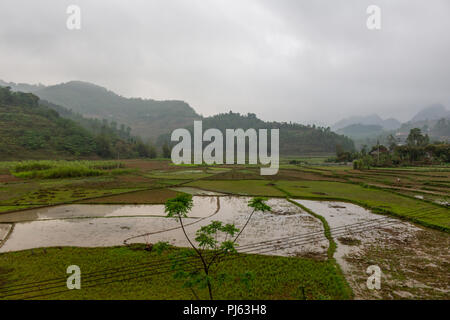 Ha Giang, Vietnam - Marzo 17, 2018: umida risaia circondato da montagne di nebbia Foto Stock