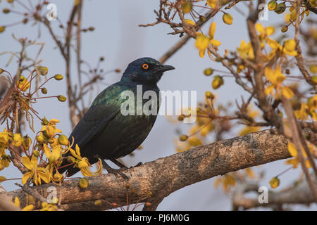 Cape Glossy Starling dal Kruger National Park, Sudafrica Foto Stock