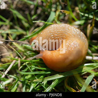 Rosso grande slug in erba Foto Stock