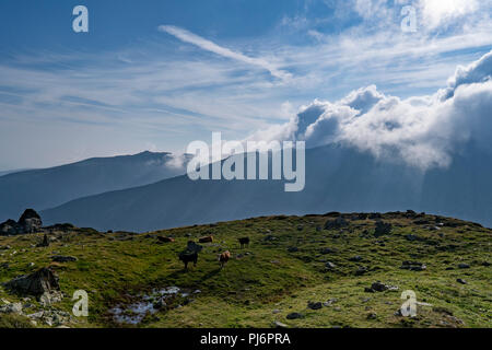 Gli appassionati escursionisti raggiungere Parangul Mare, 2519m di altitudine, durante una 3 giorni di trekking. Parangul Mare è la quarta cima più alta in Romania. Foto Stock