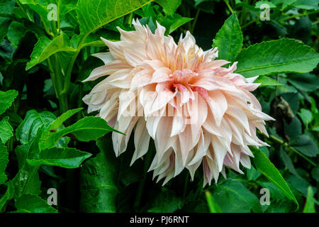 Dalie nel giardino Dahlia ai Giardini Butchart Victoria, British Columbia, Canada Foto Stock