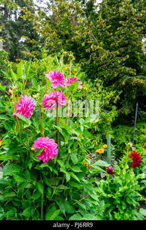 Dalie nel giardino Dahlia ai Giardini Butchart Victoria, British Columbia, Canada Foto Stock