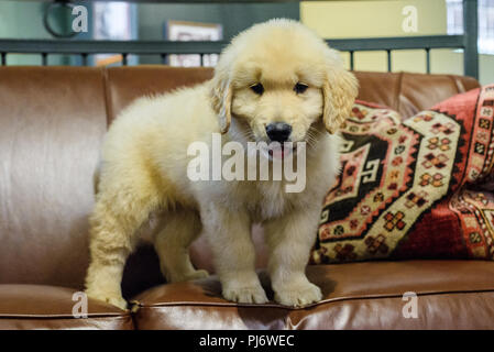 Manchester, VT. Otto settimane vecchio golden retriever cucciolo giocando sulla pelle marrone sul lettino Giugno 8, 2018. Credito: Benjamin Ginsberg Foto Stock