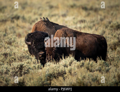 Maschio e femmina Bison con uccelli in Lamar Valley, il Parco Nazionale di Yellowstone Foto Stock