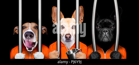 Coppia di cani di criminali dietro le sbarre di stazione di polizia, il carcere carcere o rifugio per cattivo comportamento Foto Stock