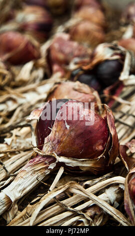 Raccolte le cipolle essiccazione Foto Stock