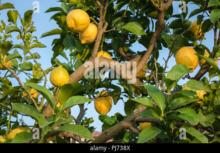 Lemon Tree con limoni appesi i suoi rami Foto Stock