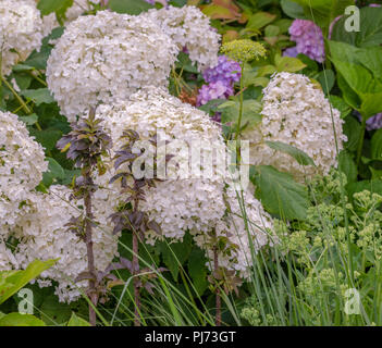 Colore immagine esterna di due piccole bacche di sambuco/nero/unione elder Alberi di fronte a grandi bianchi hydrangea lussureggianti/hortensia blossoms preso in un giardino Foto Stock