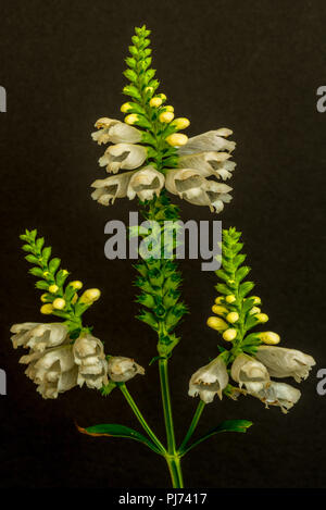 Arte ancora vita colorata immagine macro di un verde bianco dritto dragonhead falso/obbediente/obbedienza pianta con tre fiori su carta nera Foto Stock