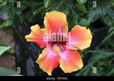 Close up di coloratissimi fiori di ibisco rosa o malva e rosso calyces (a forma di tazza centri dei fiori). Foto Stock