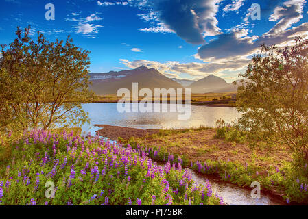 Fiori di lupino in Islanda Foto Stock