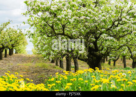 Righe della fioritura peri in primavera, Sussex England, il fuoco selettivo Foto Stock