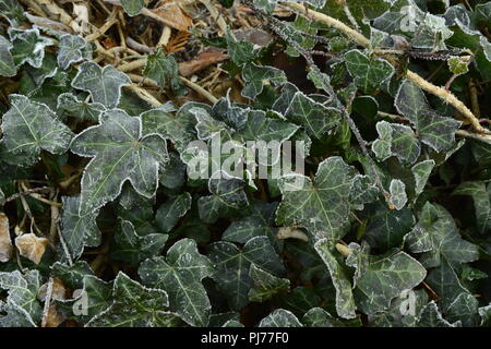 Congelati verde scuro foglie d'edera rivestito in cristalli di ghiaccio Foto Stock