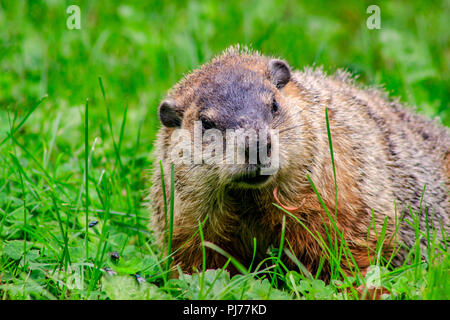 Porco di massa marmotta giorno close up ritratto mentre in arrivo per voi. Foto Stock