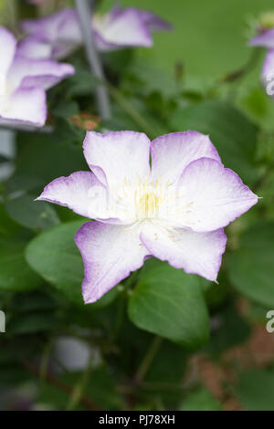 La clematide 'fascino fortunato' Fiore. Foto Stock