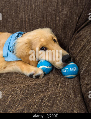 Huntington Beach, CA. Golden retreiver cucciolo giocando con una piccola pila di squeaky, blu palle da tennis sul lettino il 30 agosto 2018. Credito: Benjamin Foto Stock