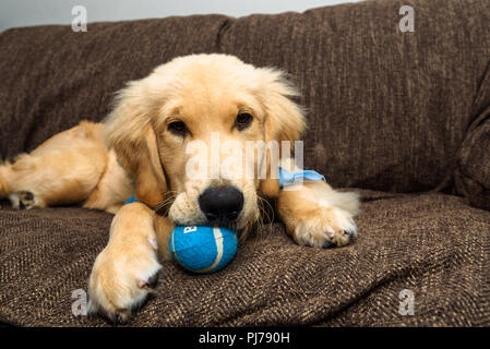 Huntington Beach, CA. Golden retreiver cucciolo giocando con una piccola pila di squeaky, blu palle da tennis sul lettino il 30 agosto 2018. Credito: Benjamin Foto Stock