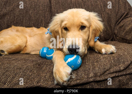 Huntington Beach, CA. Golden retreiver cucciolo giocando con una piccola pila di squeaky, blu palle da tennis sul lettino il 30 agosto 2018. Credito: Benjamin Foto Stock