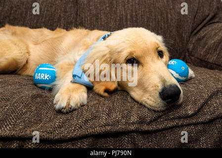 Huntington Beach, CA. Golden retreiver cucciolo giocando con una piccola pila di squeaky, blu palle da tennis sul lettino il 30 agosto 2018. Credito: Benjamin Foto Stock