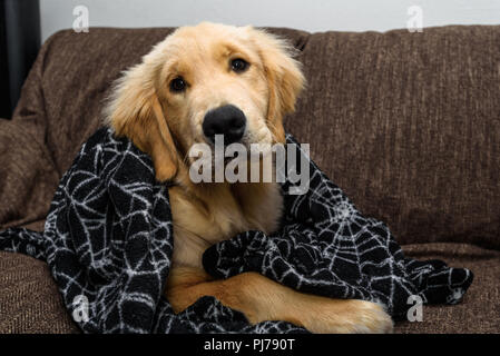 Huntington Beach, CA. Golden retreiver cucciolo di giocare con la sua ragnatela di vello coperta di Halloween sul lettino il 30 agosto 2018. Credito: Benjamin Gin Foto Stock