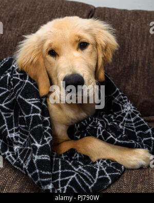 Huntington Beach, CA. Golden retreiver cucciolo di giocare con la sua ragnatela di vello coperta di Halloween sul lettino il 30 agosto 2018. Credito: Benjamin Gin Foto Stock