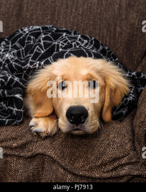 Huntington Beach, CA. Golden retreiver cucciolo di giocare con la sua ragnatela di vello coperta di Halloween sul lettino il 30 agosto 2018. Credito: Benjamin Gin Foto Stock