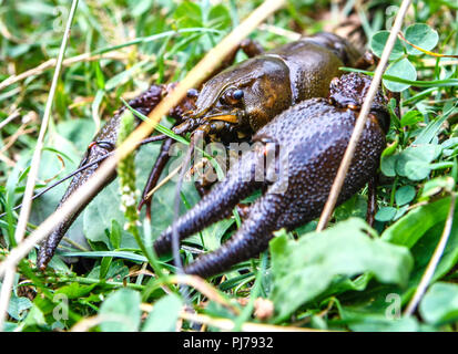 Vivere Europeo di gamberi di fiume (Astacus astacus) sull'erba, animali selvatici Foto Stock