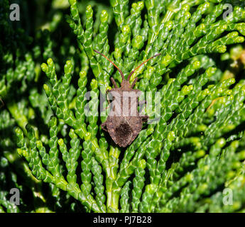 Dolycoris baccarum, il pruno selvatico bug, è una specie di scudo bug nella famiglia Pentatomidae. Diffusa nella maggior parte di Europa e Asia centrale. Su una conifera. Foto Stock