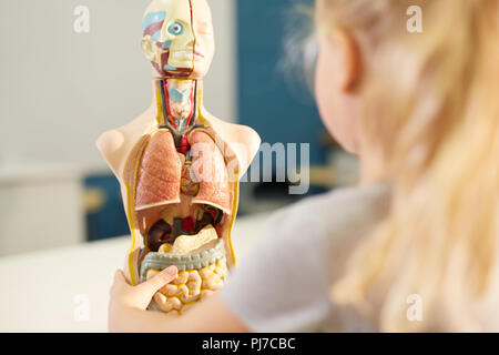 Curioso schoolgirl guardando al modello anatomico Foto Stock
