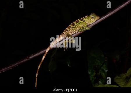 Blue-eyed angolo capo-Lizard (Gonocephalus liogaster) riposo notturno in Gunung Gading National Park, Sarawak, Est Malesia, Borneo Foto Stock