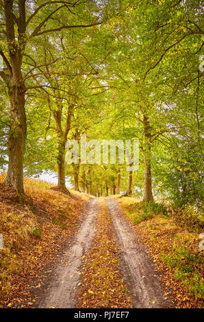 Strada panoramica in una foresta autunnale. Foto Stock