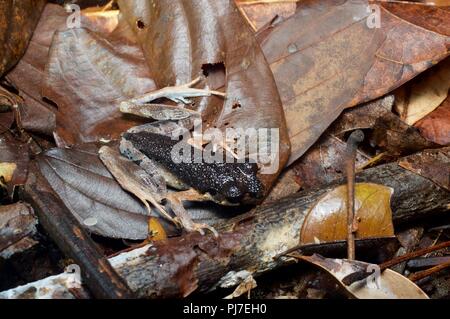 A Sarawak slanciata rana di lettiera (Leptolalax gracilis) nella figliata di foglia a Gunung Gading National Park, Sarawak, Est Malesia, Borneo Foto Stock