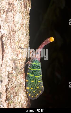 Un Blu-winged Lanternfly (Pyrops intricata) appollaiato su un tronco di albero nella foresta pluviale di Gunung Gading National Park, Sarawak, Est Malesia, Borneo Foto Stock