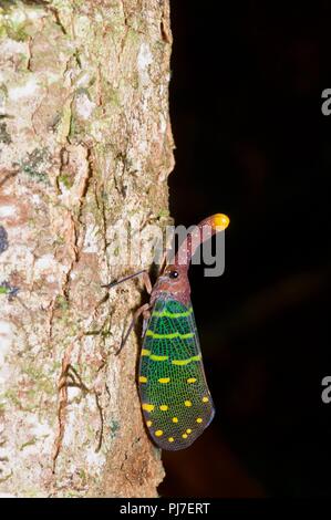 Un Blu-winged Lanternfly (Pyrops intricata) appollaiato su un tronco di albero nella foresta pluviale di Gunung Gading National Park, Sarawak, Est Malesia, Borneo Foto Stock