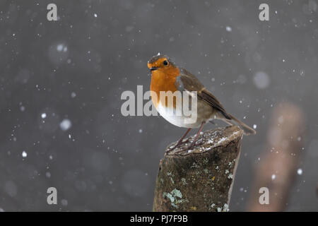Robin; Erithacus rubecula singolo in Snow Cornwall, Regno Unito Foto Stock