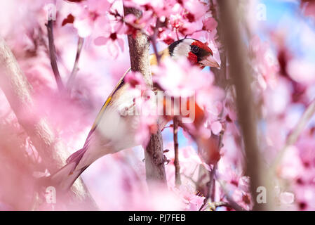 Cardellino europeo (Carduelis carduelis) seduto su un albero ciliegio ramo in fiore Foto Stock