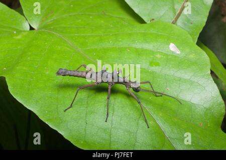 Un fasmide (stick insetto) nella foresta pluviale di notte a Gunung Gading National Park, Sarawak, Est Malesia, Borneo Foto Stock