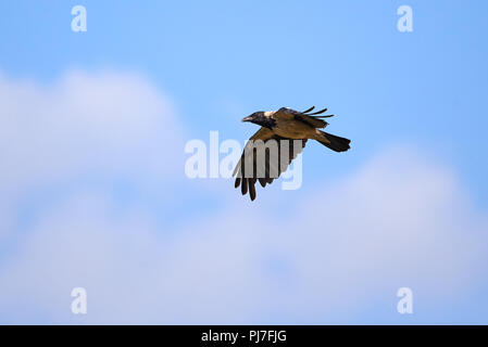 Cornacchia mantellata battenti (Corvus cornix) Foto Stock