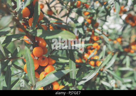 Il ramo di ripe sea-Frangola bacche. Arance mature mare Frangola bacche su un ramo con foglie verdi. Bacche di olivello spinoso su un albero di close-up. Alimenti naturali. Foto Stock