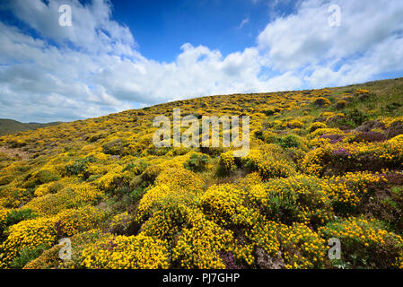 Western ginestre in fiore. Parque Natural do Sudoeste Alentejano e Costa Vicentina, la più selvaggia costa atlantica in Europa. Algarve Portogallo Foto Stock