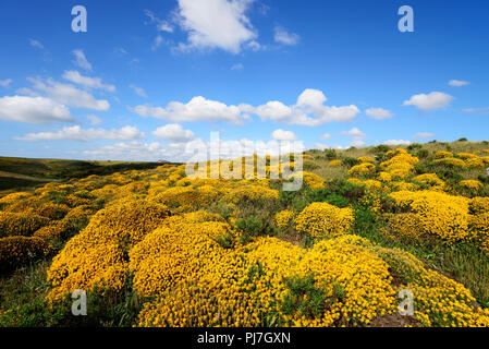 Western ginestre in fiore. Parque Natural do Sudoeste Alentejano e Costa Vicentina, la più selvaggia costa atlantica in Europa. Algarve Portogallo Foto Stock