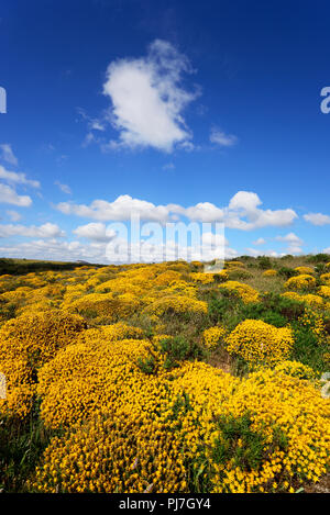 Western ginestre in fiore. Parque Natural do Sudoeste Alentejano e Costa Vicentina, la più selvaggia costa atlantica in Europa. Algarve Portogallo Foto Stock