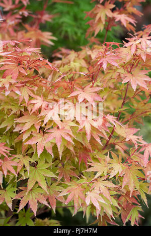 Acer palmatum 'Sangola-kaku'. Acer albero in tarda estate. Foto Stock