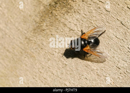 Un mezzogiorno Pretty Fly (Mesembrina meridiana) appollaiate su una staccionata di legno nel Regno Unito nel bosco. Foto Stock