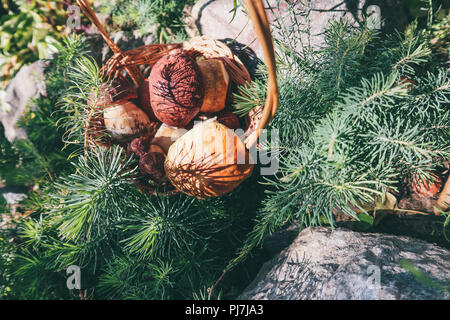 I funghi in un cesto di vimini. Foresta di regali. Funghi porcini. Bianco di funghi Foto Stock