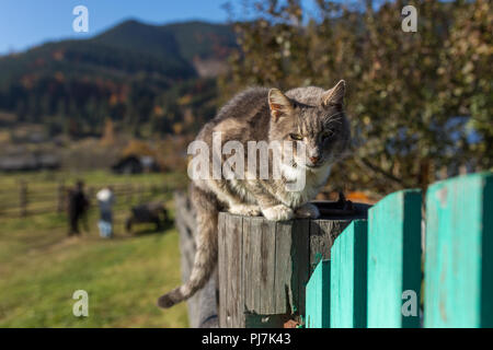 Il gatto domestico seduto sulla recinzione in villaggio ucraino nelle montagne dei Carpazi, Ucraina Foto Stock