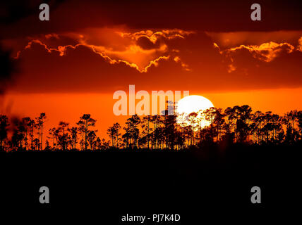 Tramonto dietro gli alberi, illumina il cielo con un bagliore arancione in Everglades National Park, Florida Foto Stock